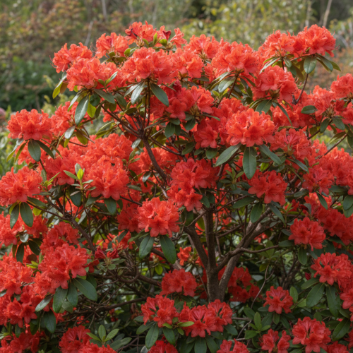 azalia-wielkokwiatowa-rhododendron-luteum-feuerkopfen-zielonapara-sadzonka-duza-zdrowa-czerwone-kwiaty