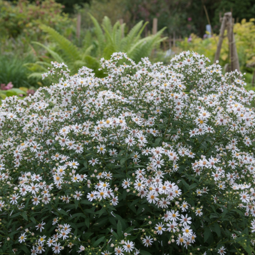 aster-nowobelgijski-aster-novi-belgii-schneeberg-zielonapara-sadzonka-duza-zdrowa-biale-kwiaty
