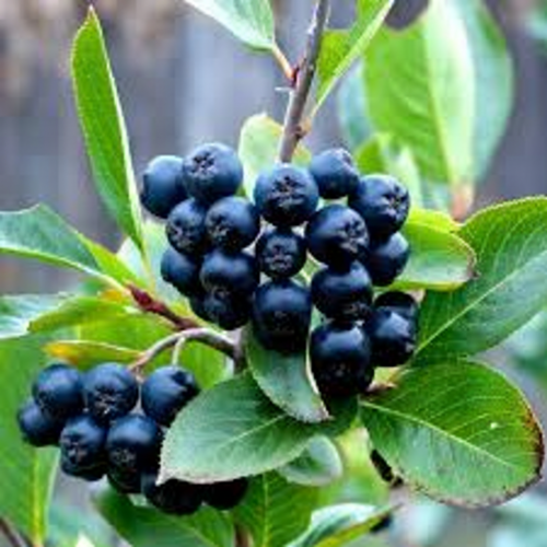 aronia-czarnoowocowa-aronia-melanocarpa-hugin-zielonapara-sadzonka-duza-zdrowa-jadalne-owoce