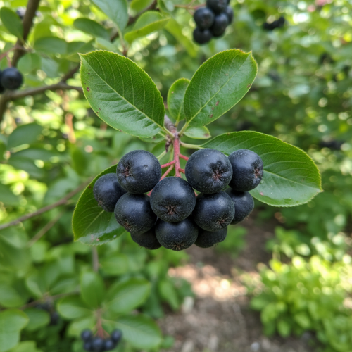 aronia-sliwolistna-aronia-prunifolia-nero-zielonapara-sadzonka-duza-zdrowa-jadalne-owoce
