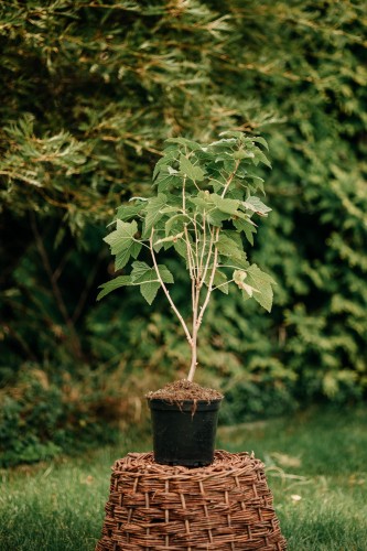 agrest-czerwony-ribes-uva-crispa-siewiernyj-kapitan-zielonapara-sadzonka-duza-zdrowa-jadalne-owoce