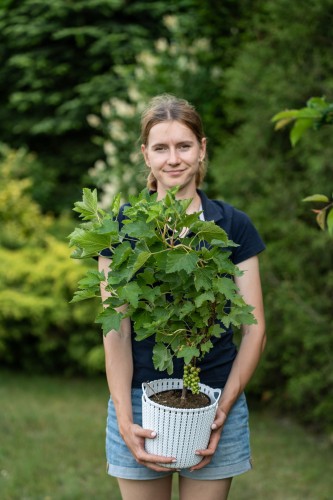 agrest-czerwony-ribes-uva-crispa-siewiernyj-kapitan-zielonapara-sadzonka-duza-zdrowa-jadalne-owoce