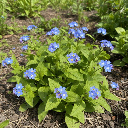 uludka-wiosenna-omphalodes-verna-zielonapara-sadzonka-duza-zdrowa-niebieskie-kwiaty