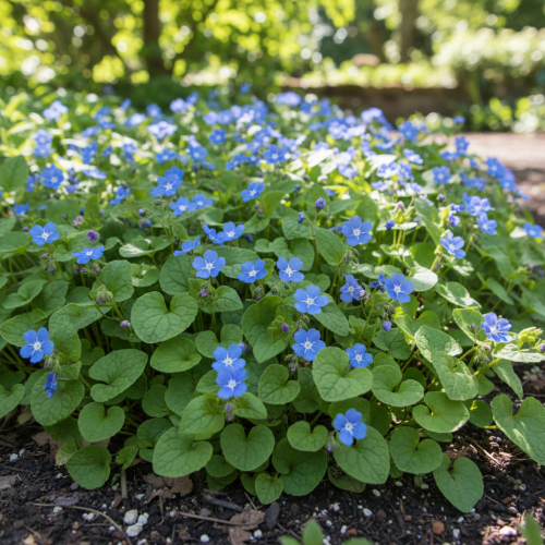 uludka-wiosenna-omphalodes-verna-zielonapara-sadzonka-duza-zdrowa-niebieskie-kwiaty
