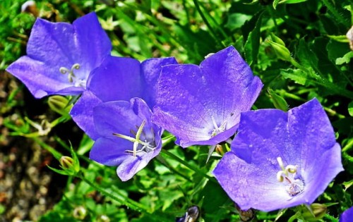 dzwonek-karpacki-pearl-deep-blue-campanula-carpatica-glebokoniebieskie-kwiaty-niska-bylina-20-30cm-sadzonka-sadzonki-zielona-para-zielonapara