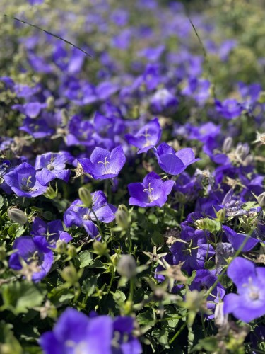 dzwonek-karpacki-pearl-deep-blue-campanula-carpatica-glebokoniebieskie-kwiaty-niska-bylina-20-30cm-sadzonka-sadzonki-zielona-para-zielonapara