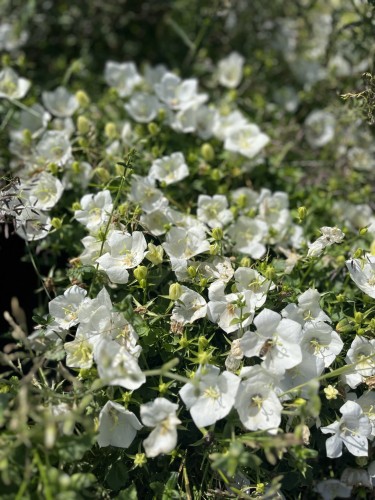 dzwonek-karpacki-pearl-white-campanula-carpatica-biale-kwiaty-niska-bylina-20-30cm-sadzonka-sadzonki-zielona-para-zielonapara