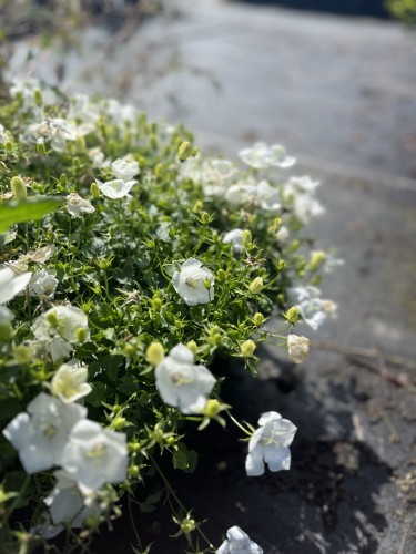 dzwonek-karpacki-pearl-white-campanula-carpatica-biale-kwiaty-niska-bylina-20-30cm-sadzonka-sadzonki-zielona-para-zielonapara