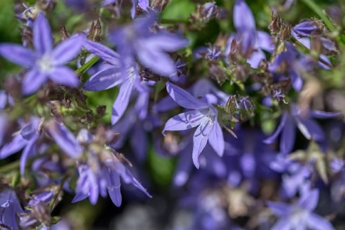 dzwonek-garganski-major-campanula-garganica-niebieskie-gwiazdowate-kwiaty-niska-bylina-okrywowa-sadzonka-sadzonki-zielona-para-zielonapara