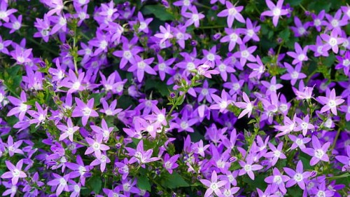 dzwonek-garganski-major-campanula-garganica-niebieskie-gwiazdowate-kwiaty-niska-bylina-okrywowa-sadzonka-sadzonki-zielona-para-zielonapara