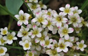 skalnica-gronkowa-minutifolia-saxifraga-paniculata-drobne-biale-kwiaty-zimozielona-bylina-skalna-sadzonka-sadzonki-zielona-para-zielonapara