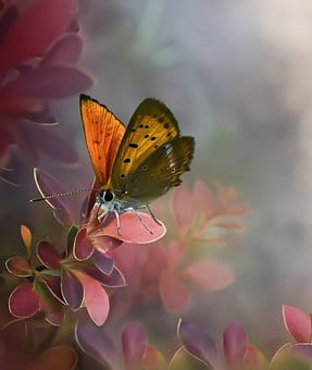 butterfly-4859186__340.jpg