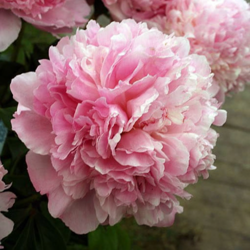 piwonia-angel-cheeks-paeonia-angel-cheeks-rozowa-pelne-kwiaty-ogrodowa-sadzonka-sadzonki-wszystko-dla-ogrodu