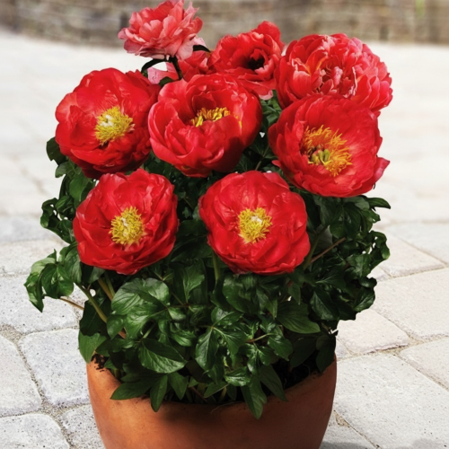piwonia-patio-moscow-paeonia-lactiflora-rozowa-karlowa-do-donic-sadzonka-sadzonki-wszystko-dla-ogrodu