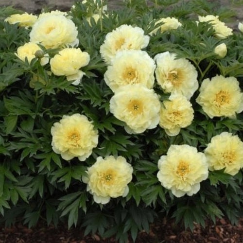 piwonia-itoh-bartzella-paeonia-itoh-bartzella-zolta-duze-kwiaty-ogrodowa-sadzonka-sadzonki-wszystko-dla-ogrodu