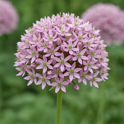 czosnek-ozdobny-pink-jewel-allium-pink-jewel-rozowy-kuliste-kwiaty-sadzonka-sadzonki-wszystko-dla-ogrodu