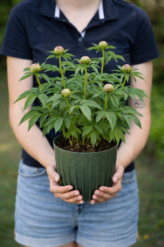 piwonia-itoh-bartzella-paeonia-itoh-bartzella-zolta-duze-kwiaty-ogrodowa-sadzonka-sadzonki-wszystko-dla-ogrodu