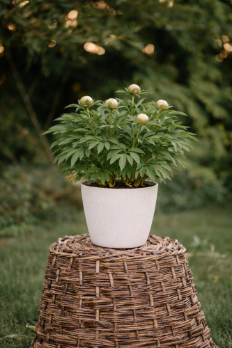 piwonia-itoh-bartzella-paeonia-itoh-bartzella-zolta-duze-kwiaty-ogrodowa-sadzonka-sadzonki-wszystko-dla-ogrodu
