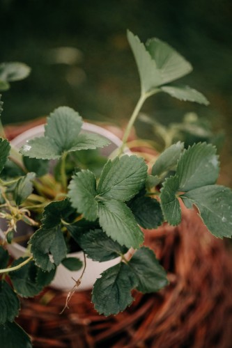 truskawka-ogrodowa-toscana-fragaria-x-ananassa-rozowe-kwiaty-zwisajaca-do-donic-sadzonka-sadzonki-zielona-para-zielonapara