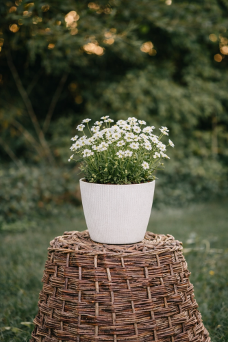 Skalnica Scenic White