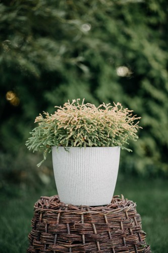 tuja-zachodnia-golden-tuffet-thuja-occidentalis-zlota-kulista-do-donic-sadzonka-sadzonki-zielona-para-zielonapara