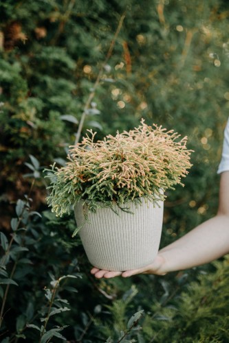 tuja-zachodnia-golden-tuffet-thuja-occidentalis-zlota-kulista-do-donic-sadzonka-sadzonki-zielona-para-zielonapara