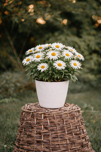 zlocien-wielki-sweet-daisy-rebecca-leucanthemum-maximum-biale-kwiaty-bylina-sadzonka-sadzonki-zielona-para-zielonapara