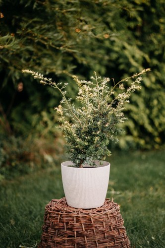 cis-pospolity-aurea-variegata-taxus-baccata-zlotozielone-iglaki-sadzonka-sadzonki-zielona-para-zielonapara
