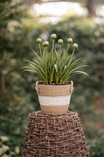 czosnek-ozdobny-olbrzymi-gladiator-allium-giganteum-gladiator-fioletowe-kule-sadzonka-sadzonki-wszystko-dla-ogrodu