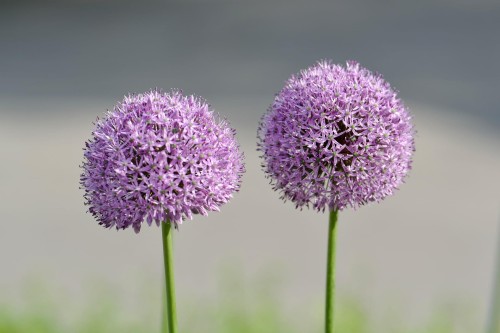 johnny_harvester-allium-8011186_1920.jpg