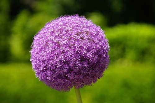 jhenning-allium-8108318_1920.jpg