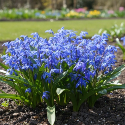 Cebulica syberyjska Spring Beauty