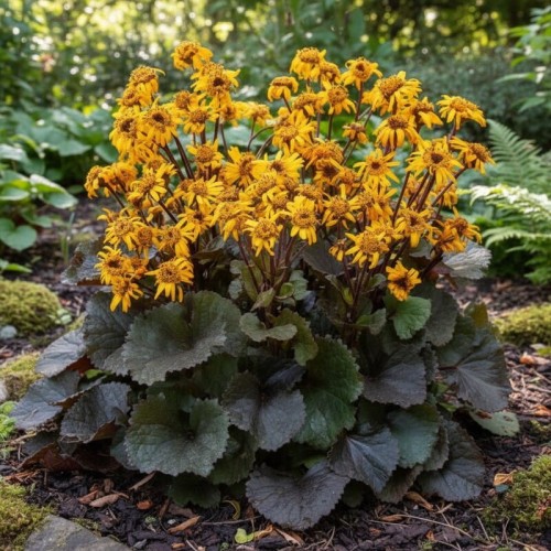 Języczka pomarańczowa