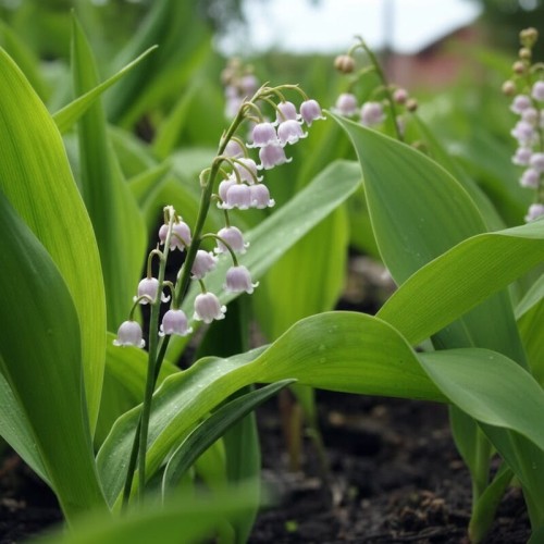Konwalia majowa Rosea