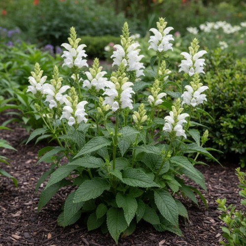 Żółwik ukośny ‘Alba’