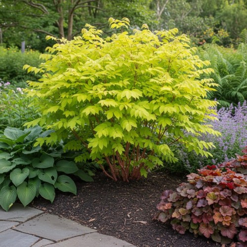 Aralia Sun King Red Umbrellas