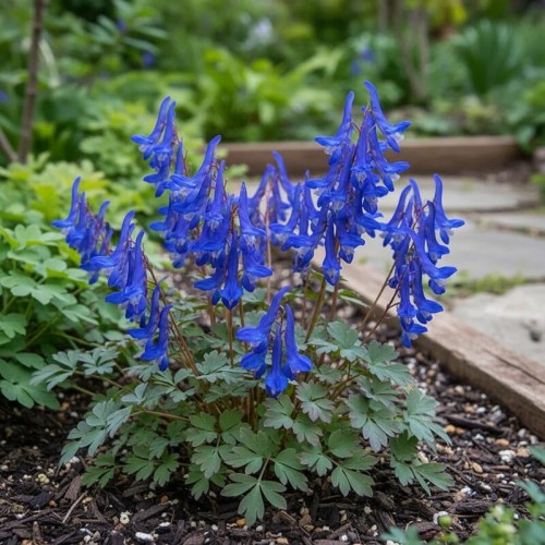 Kokorycz ‘Blue Heron’