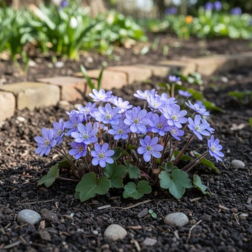 Przylaszczka pospolita