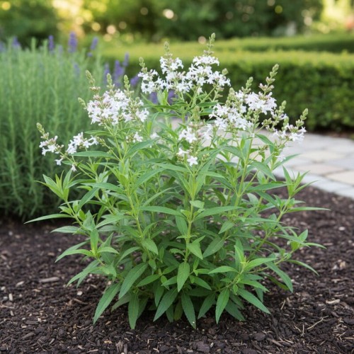 Miłowianka trójlistna Limoncello