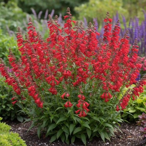 Penstemon Quartz Red
