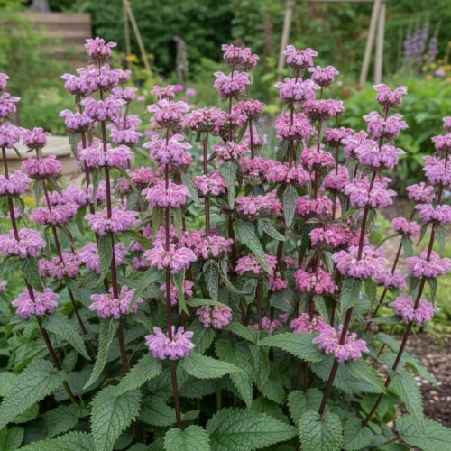 Żeleźniak bulwiasty Bronze Flamingo