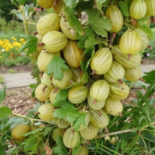 Agrest ''Invicta' na pniu