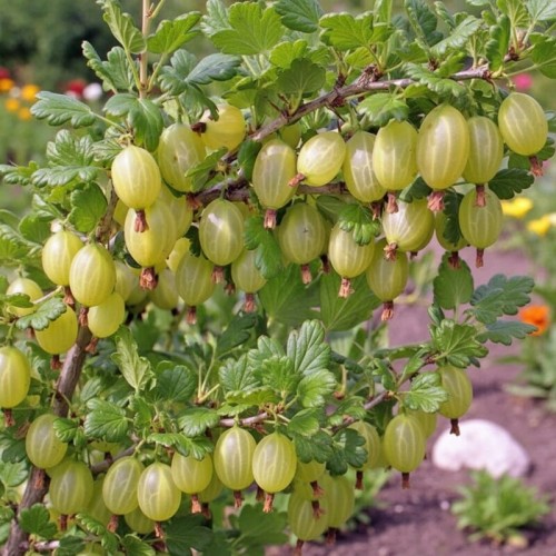 Agrest 'Biały Triumf' na pniu