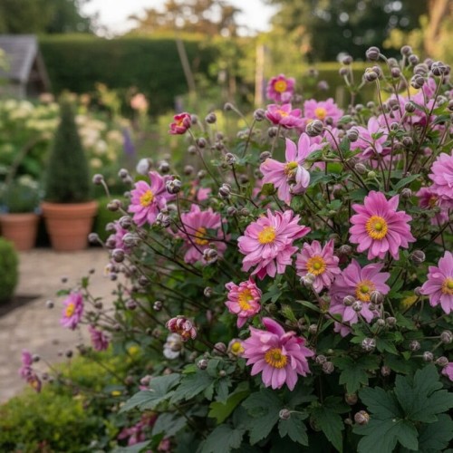 Zawilec japoński ‘Bressingham Glow’