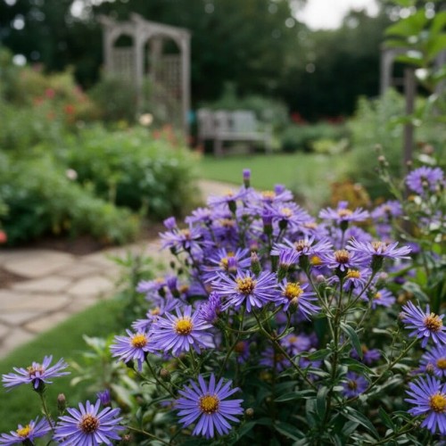 Aster wielkolistny ‘Twilight’