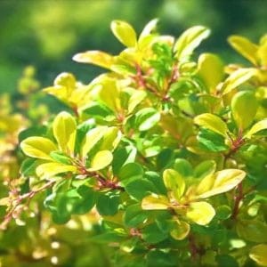 Berberys Thunberga Goldalita