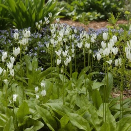 Bożykwiat Meada Ali
