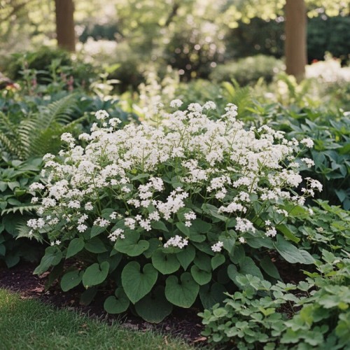 Brunnera wielkolistna 'Betty Bouring'