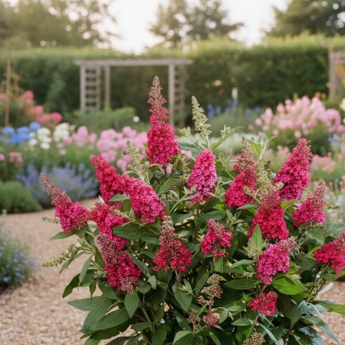 Budleja Dawida Butterfly Candy Little Ruby