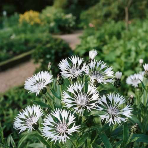 Chaber górski ‘Nana Alba’